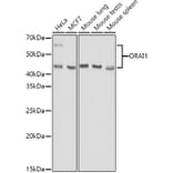 Western Blot - Anti-Orai1 Antibody (A16900) - Antibodies.com