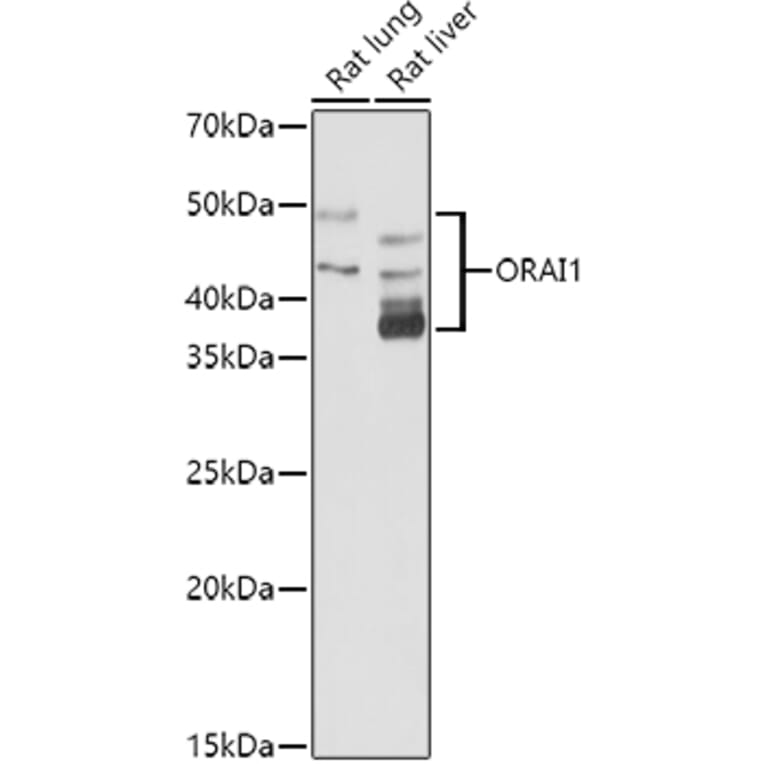 Western Blot - Anti-Orai1 Antibody (A16900) - Antibodies.com