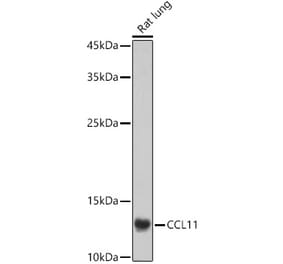 Western Blot - Anti-Eotaxin Antibody (A16902) - Antibodies.com