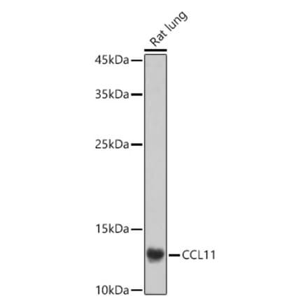 Western Blot - Anti-Eotaxin Antibody (A16902) - Antibodies.com