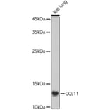 Western Blot - Anti-Eotaxin Antibody (A16902) - Antibodies.com