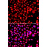 Immunofluorescence - Anti-Eotaxin Antibody (A16902) - Antibodies.com