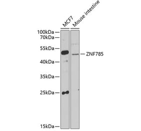 Western Blot - Anti-ZNF785 Antibody (A16906) - Antibodies.com