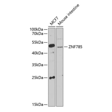 Western Blot - Anti-ZNF785 Antibody (A16906) - Antibodies.com