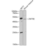 Western Blot - Anti-ZNF785 Antibody (A16906) - Antibodies.com