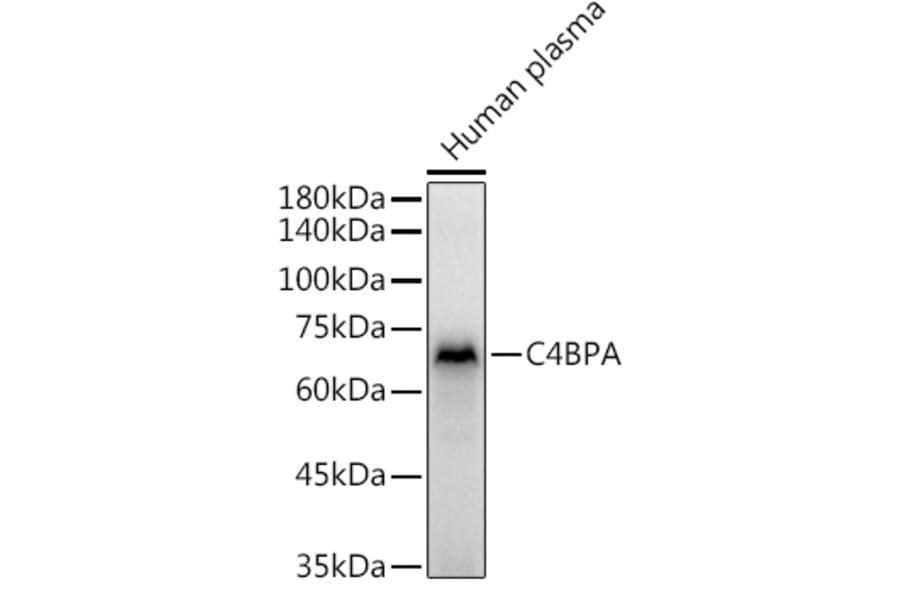 Western Blot - Anti-C4BPA Antibody (A16907) - Antibodies.com