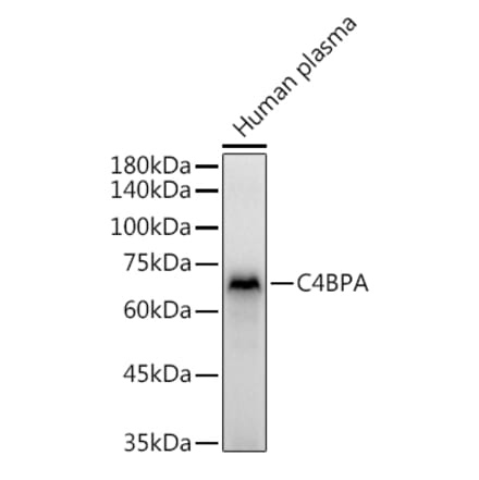 Western Blot - Anti-C4BPA Antibody (A16907) - Antibodies.com