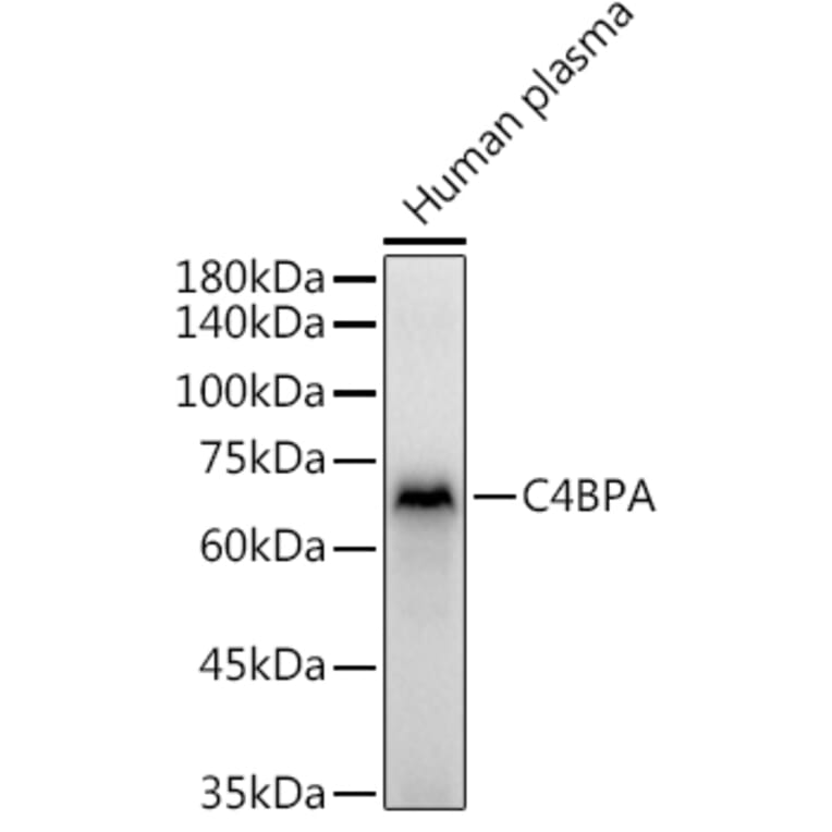 Western Blot - Anti-C4BPA Antibody (A16907) - Antibodies.com