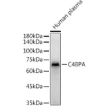 Western Blot - Anti-C4BPA Antibody (A16907) - Antibodies.com