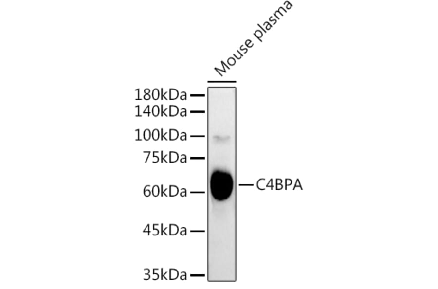 Western Blot - Anti-C4BPA Antibody (A16907) - Antibodies.com