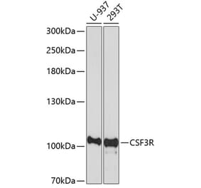 Western Blot - Anti-GCSF Receptor Antibody (A16908) - Antibodies.com