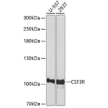 Western Blot - Anti-GCSF Receptor Antibody (A16908) - Antibodies.com