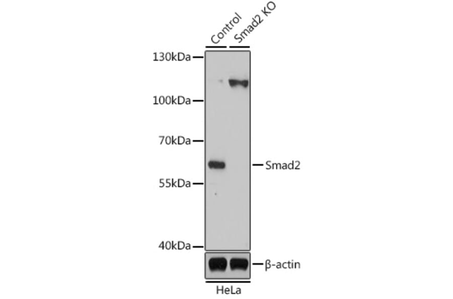 Western Blot - Anti-Smad2 Antibody (A16909) - Antibodies.com