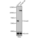 Western Blot - Anti-Smad2 Antibody (A16909) - Antibodies.com