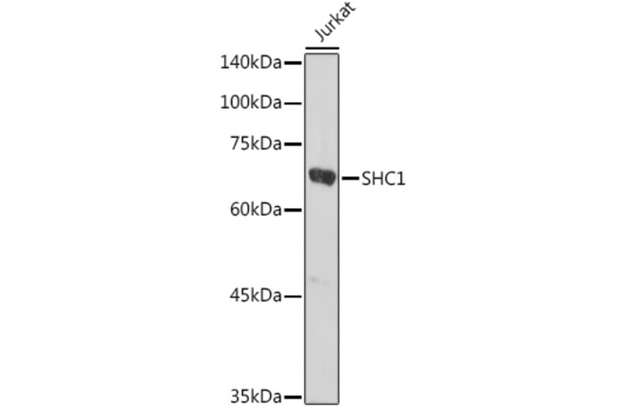 Western Blot - Anti-SHC Antibody (A16912) - Antibodies.com