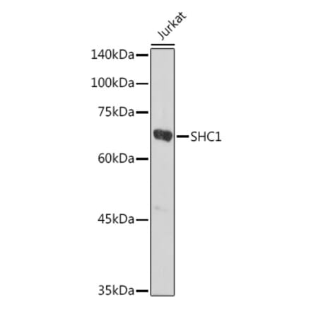Western Blot - Anti-SHC Antibody (A16912) - Antibodies.com