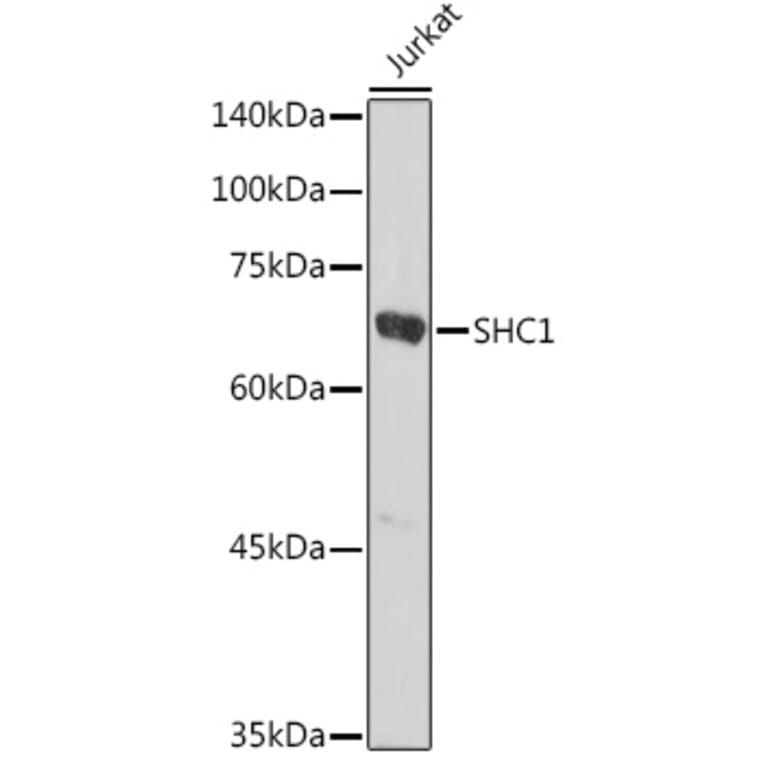 Western Blot - Anti-SHC Antibody (A16912) - Antibodies.com
