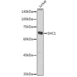 Western Blot - Anti-SHC Antibody (A16912) - Antibodies.com