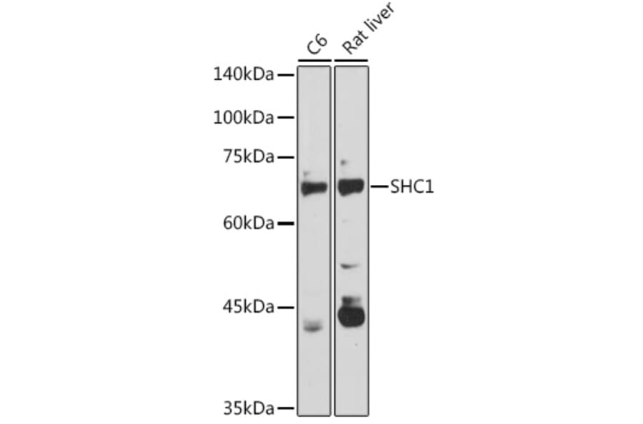 Western Blot - Anti-SHC Antibody (A16912) - Antibodies.com