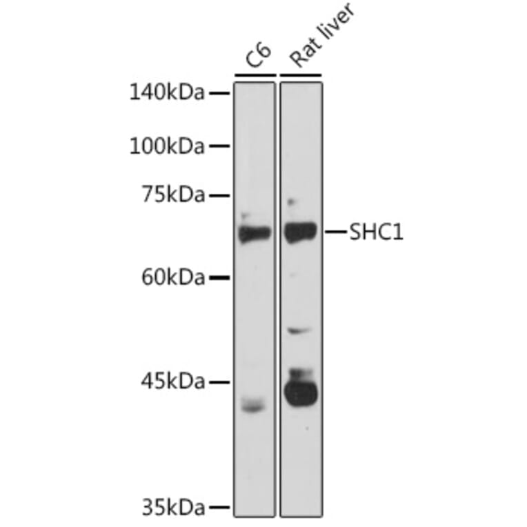 Western Blot - Anti-SHC Antibody (A16912) - Antibodies.com