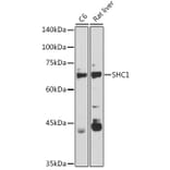 Western Blot - Anti-SHC Antibody (A16912) - Antibodies.com
