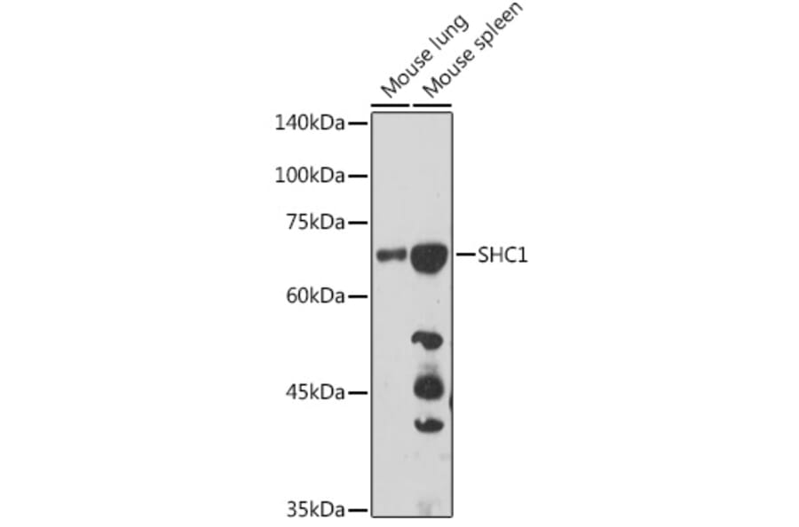 Western Blot - Anti-SHC Antibody (A16912) - Antibodies.com