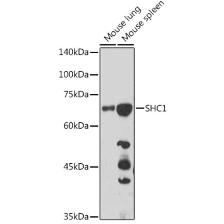 Western Blot - Anti-SHC Antibody (A16912) - Antibodies.com