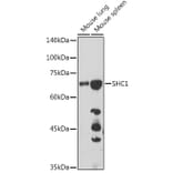 Western Blot - Anti-SHC Antibody (A16912) - Antibodies.com