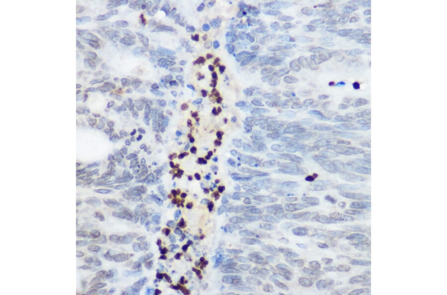 Immunohistochemistry - Anti-SHC Antibody (A16912) - Antibodies.com