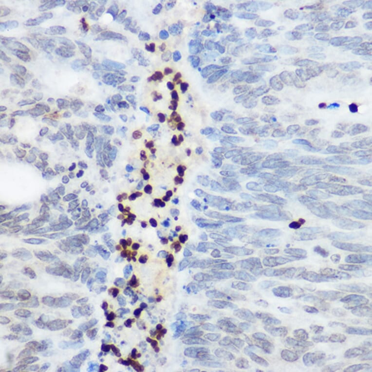 Immunohistochemistry - Anti-SHC Antibody (A16912) - Antibodies.com
