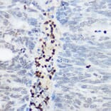Immunohistochemistry - Anti-SHC Antibody (A16912) - Antibodies.com