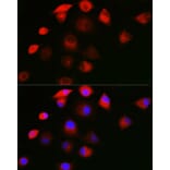 Immunofluorescence - Anti-SHC Antibody (A16912) - Antibodies.com