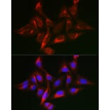 Immunofluorescence - Anti-SHC Antibody (A16912) - Antibodies.com