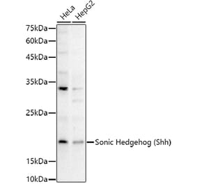 Western Blot - Anti-Sonic Hedgehog Antibody (A16913) - Antibodies.com