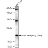 Western Blot - Anti-Sonic Hedgehog Antibody (A16913) - Antibodies.com