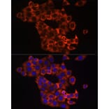 Immunofluorescence - Anti-Sonic Hedgehog Antibody (A16913) - Antibodies.com