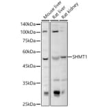 Western Blot - Anti-SHMT1 Antibody (A16914) - Antibodies.com