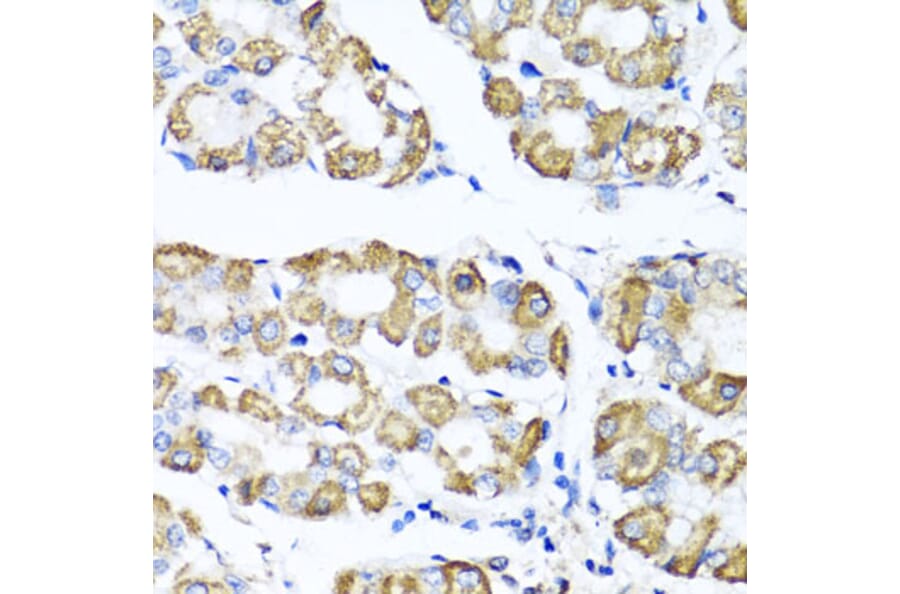 Immunohistochemistry - Anti-SHMT1 Antibody (A16914) - Antibodies.com