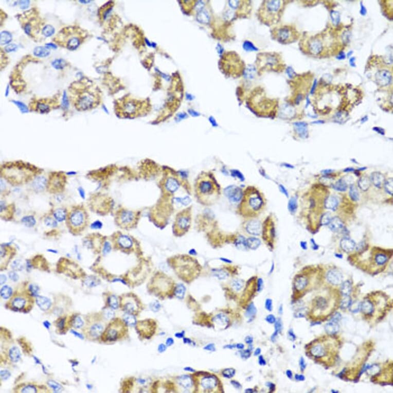 Immunohistochemistry - Anti-SHMT1 Antibody (A16914) - Antibodies.com