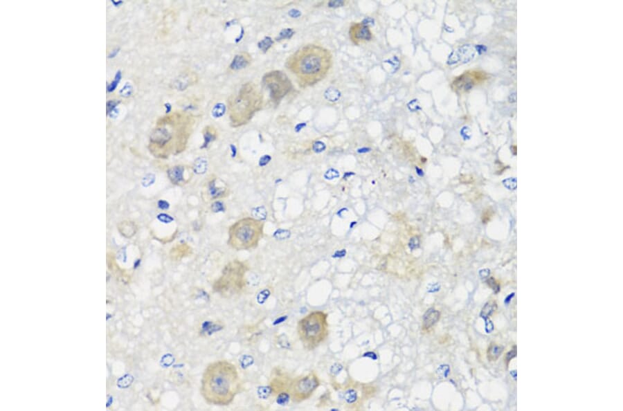 Immunohistochemistry - Anti-SHMT1 Antibody (A16914) - Antibodies.com