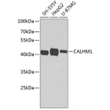 Western Blot - Anti-CALHM1 Antibody (A16916) - Antibodies.com