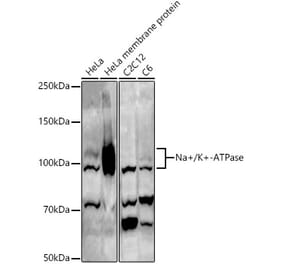 Western Blot - Anti-Sodium Potassium ATPase Antibody (A16917) - Antibodies.com