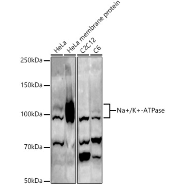 Western Blot - Anti-Sodium Potassium ATPase Antibody (A16917) - Antibodies.com