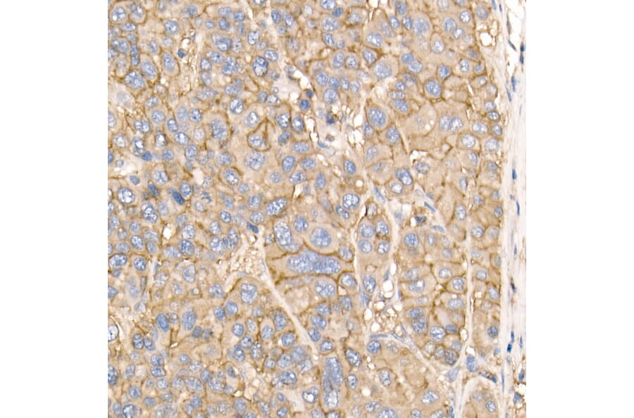 Immunohistochemistry - Anti-Sodium Potassium ATPase Antibody (A16917) - Antibodies.com