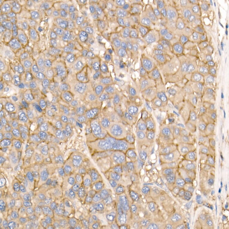 Immunohistochemistry - Anti-Sodium Potassium ATPase Antibody (A16917) - Antibodies.com