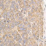 Immunohistochemistry - Anti-Sodium Potassium ATPase Antibody (A16917) - Antibodies.com