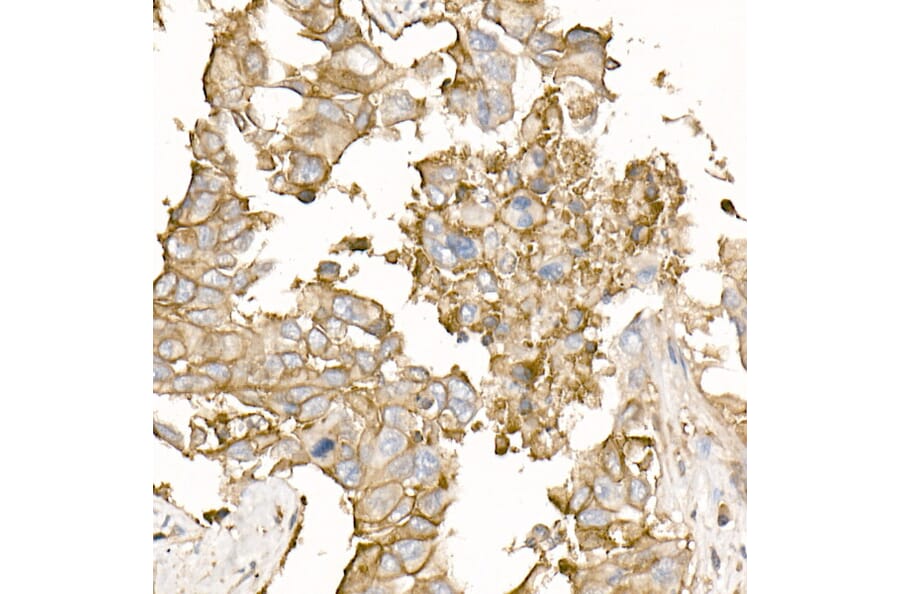 Immunohistochemistry - Anti-Sodium Potassium ATPase Antibody (A16917) - Antibodies.com