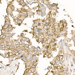 Immunohistochemistry - Anti-Sodium Potassium ATPase Antibody (A16917) - Antibodies.com