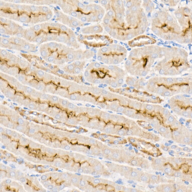 Immunohistochemistry - Anti-Sodium Potassium ATPase Antibody (A16917) - Antibodies.com