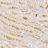 Immunohistochemistry - Anti-Sodium Potassium ATPase Antibody (A16917) - Antibodies.com